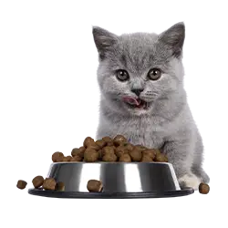 grey kitten with a bowl of cat food