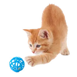 ginger cat playing with a blue cat toy