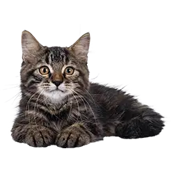 small cat lying down