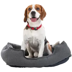 small dog on a grey dog bed