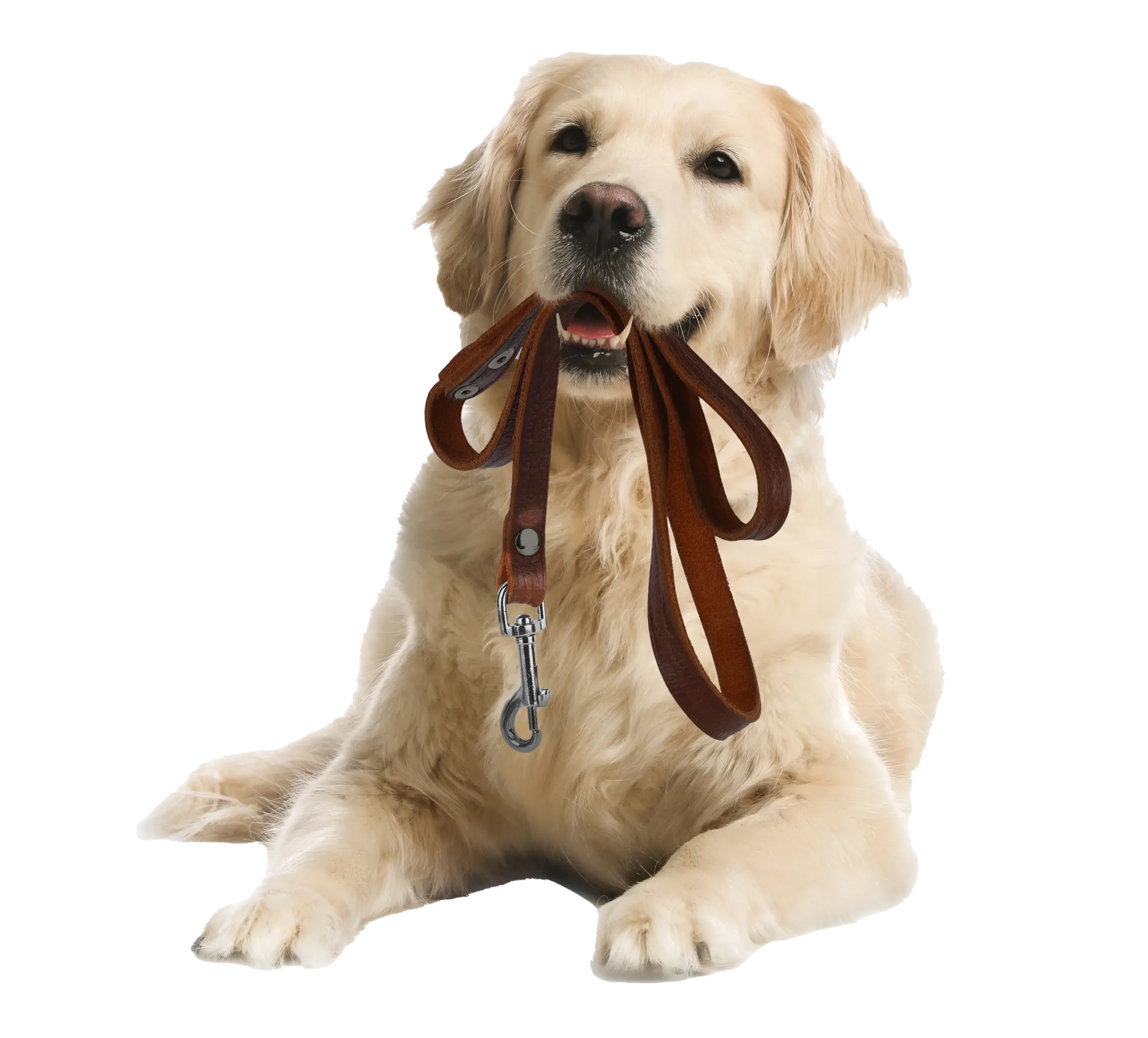Dogs