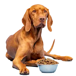brown dog with a bowl of dog food