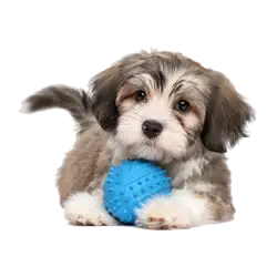 small dog with a plastic blue ball