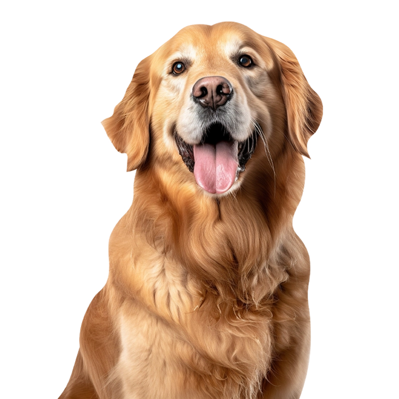 happy golden retriever