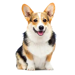 happy corgi dog