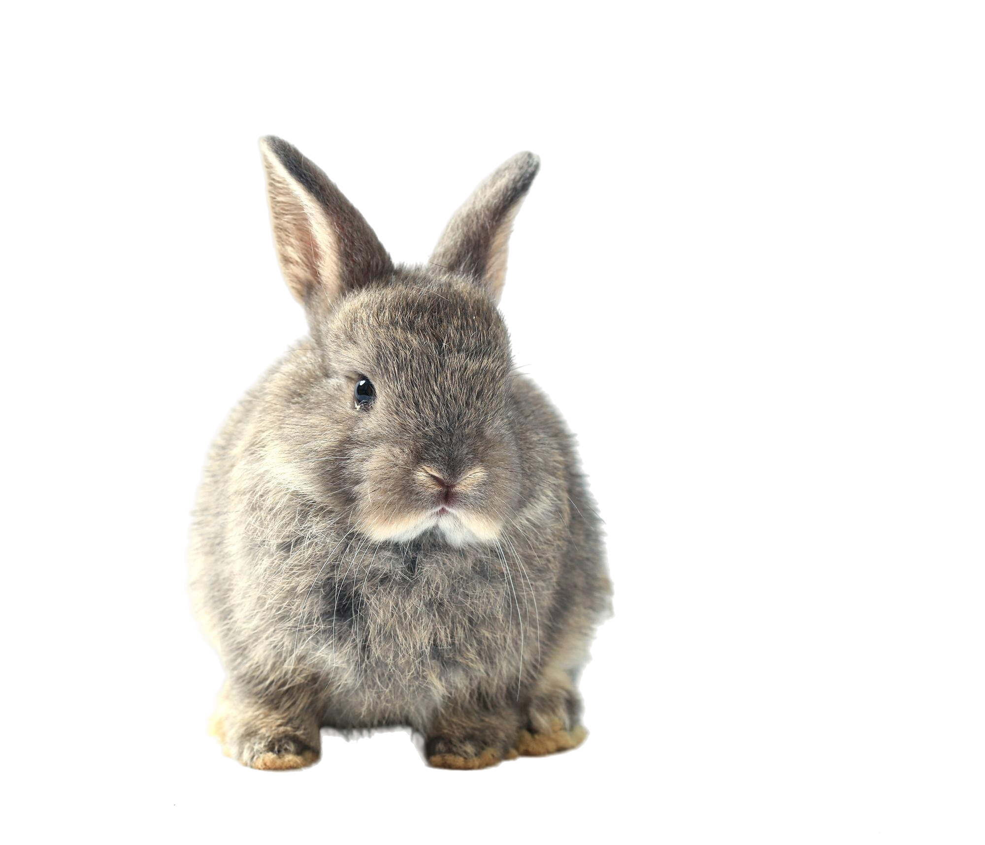 Small Animals