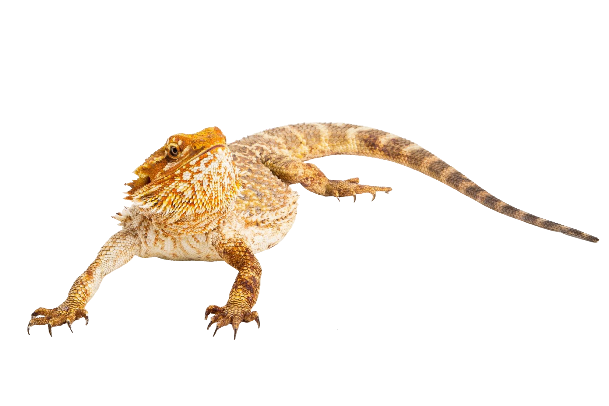 Reptiles