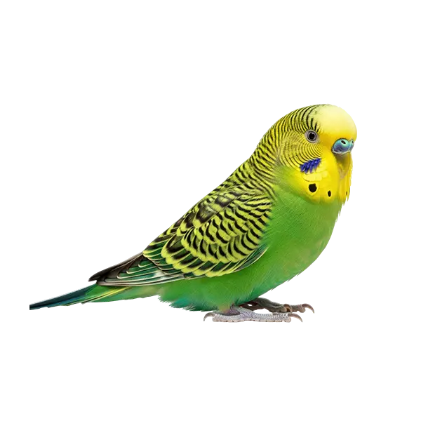 Bird Resources